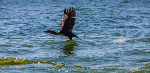 A great cormorant taking off from a lake's surface