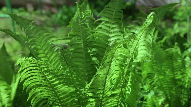greenery fresh leaves of fern dryopteris pteridium aquilinum under sunlight beams in sunny weather springtime summer day. swaying fern leaf fresh green plants