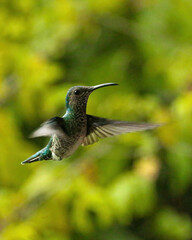 Fototapeta na wymiar hummingbird in flight in Colombia