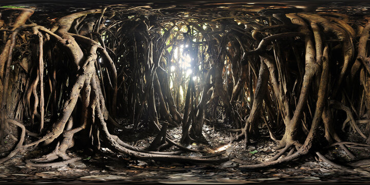 Maria Aurora's Millennium Tree