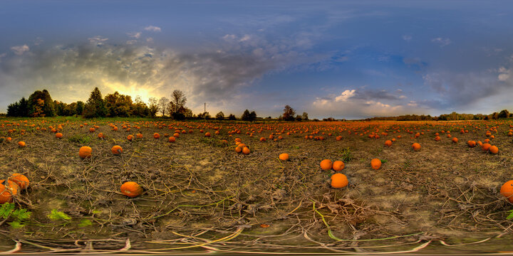 Field of Pumpkins