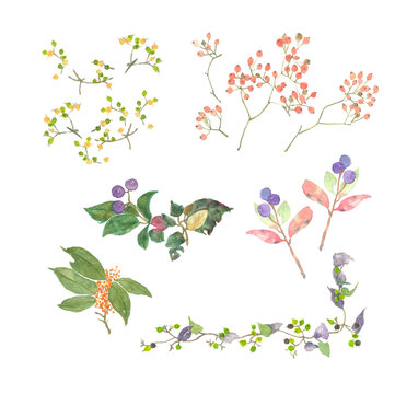 色々な実や花がついた野草の水彩イラストセット