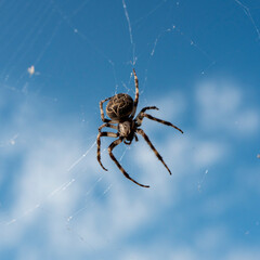 araignée en gros plan
