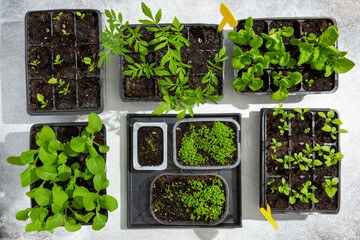 Seedling sprouts in plastic pots. Flower seedling - lobelia, aster and petunia, marigolds and Irish...