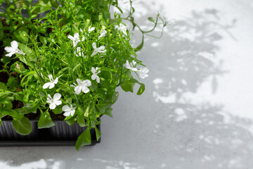 Seedling sprouts of lobelia in black plastic pots, lobelia plant with white flowers on gray background. Gardening concept, springtime.  Copy space. - obrazy, fototapety, plakaty