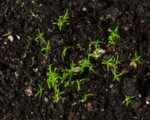 Young sprouts of Irish moss as background.  Gardening concept, springtime. Top view, close-up.