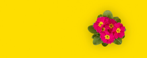 Top view of the red primula flower on a yellow summer background. - obrazy, fototapety, plakaty