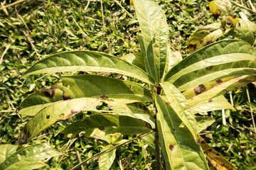 A small Nerium oleander plant with some damage on its leafs