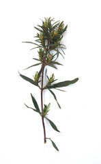 Branch of  Cistus monspeliensis, rockrose, ornamental and medicinal plant, on white background