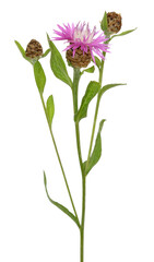 Cornflowers (Centaurea jacea) isolated