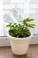 Fototapeta premium Take care of household plants and flowers.