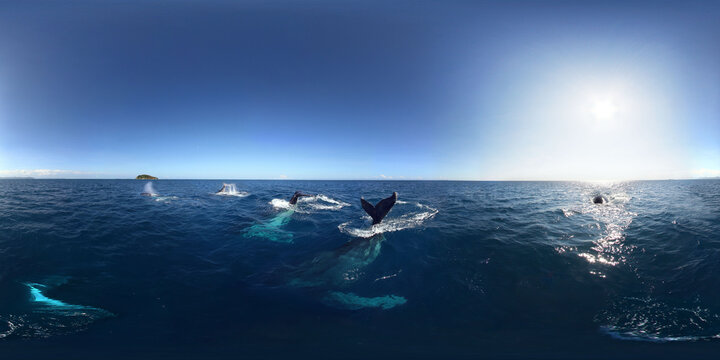 Whales New Caledonia