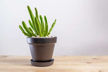 Stapelia grandiflora green cactus plant in a pot