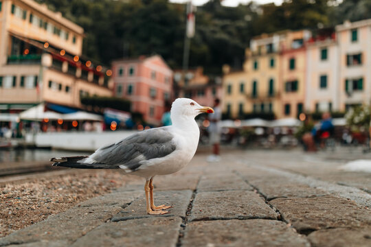 Wild seagull portrait on Portofino main square background.Close up view of white gray bird seagull.
