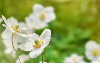 White flowers on green background. Copy space, selective focus.