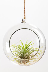Green Tilandsia ionantha Airplant suspended in glass terrarium on white background
