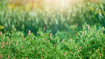 Natural springtime background with sunlight. Copy space, selective focus.