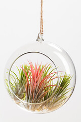 Tilandsia ionantha Airplants suspended in glass terrarium on white background