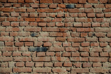 The background is an old brick wall. The wall is made of red ceramic bricks