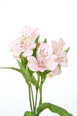 Peruvian lily, lily of the Incas, Alstroemeria with light pink flowers, on white background