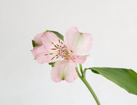 Peruvian lily, lily of the Incas, Alstroemeria with light pink flowers, on grey background