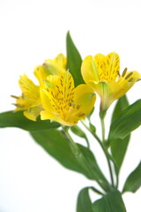 Yellow Alstroemeria, commonly called the Peruvian lily or lily of the Incas, genus of flowering plants in the family Alstroemeriaceae, yellow flowers, on white background