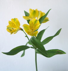 Yellow Alstroemeria, commonly called the Peruvian lily or lily of the Incas, genus of flowering plants in the family Alstroemeriaceae, yellow flowers, on white background