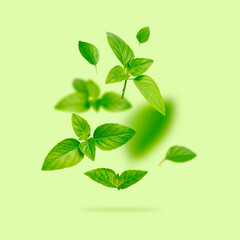 Fototapeta premium Flying fresh green basil leaves isolated on green background. Spice for cooking, plant, herb, ingredient for dish. Creative food concept. Elements for design, Clipping paths. Product levitation