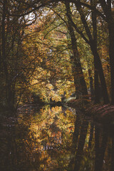 autumn in the forest