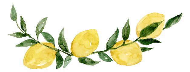 Lemon on branch and leaves watercolor hand painting isolated on white background - 481381650