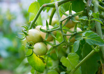 Tomato planting (Lycopersicon). Raw tomatoes  have green mix with orange, green leaves and small stem. This is organic vegetable which were planted on the ground. Good taste and good for health