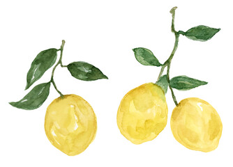 Lemon on branch hanging, isolated on white background watercolor hand painting - 481381683