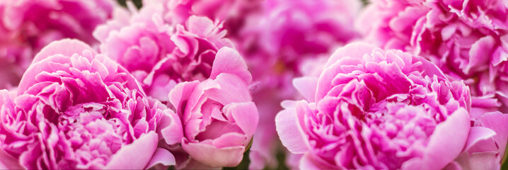 Floral vintage beautiful background. Wallpapers of flowers  pink peony. Flower composition. Close-up and defocus. Banner or postcard