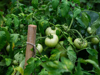 Fototapeta Organic green tomatoes growing on bush obraz