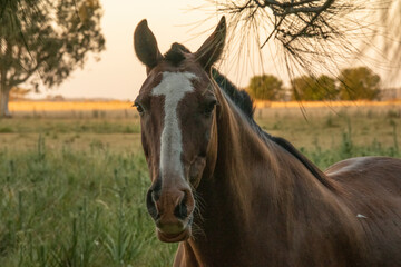 Caballo junto al alambrado en medio del campo
