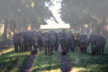 Vacas sobre un camino en medio del campo con niebla