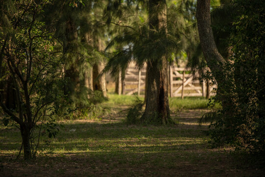 Camino en el bosque con tranquera al fondo