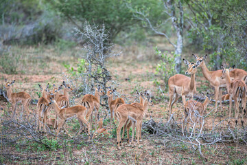 Small impalas in Kruger National Park. Safari in South Africa. Wild animals. Nature protection....