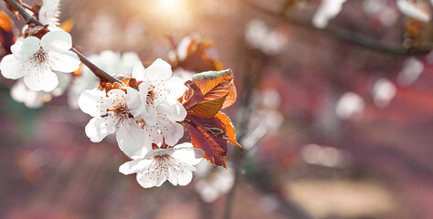 Floral spring abstract nature background. A blooming branch on a blurry background.