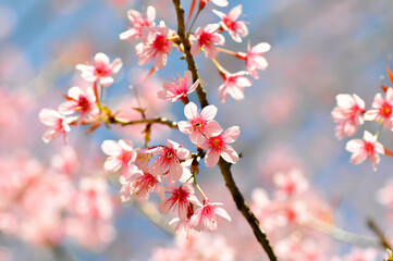wild himalayan cherry or prunus cerasoides, sakura