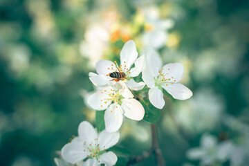 A blooming branch of an apple tree is pollinated by a bee.