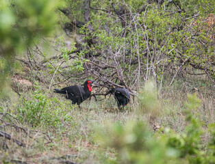 The Southern Ground Hornbill is the largest hornbill in the world, and is also known as the Ground Hornbill and the African Ground Hornbill.