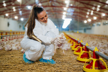 woman veterinarian inspecting poultry in chicken farm