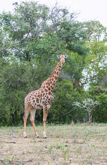Giraffe in the bushes. South Africa. Kruger National Park 