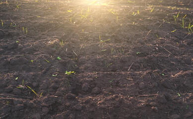 Fertile soil for cultivation in rural fields in the rays of the sun.