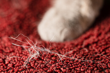 Macro shot of cat hair fluff on a bedspread and a cat's paw