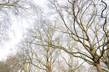 branches against blue sky
