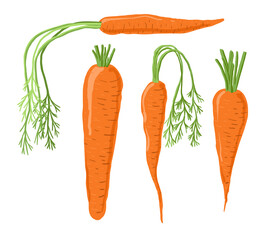 Set of four vector carrots