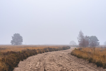 Foggy day at the Ermelosche Heide, Ermelo Netherlands.