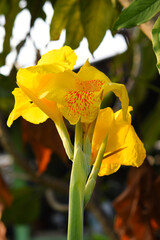 Fototapeta premium yellow canna flower in the garden.